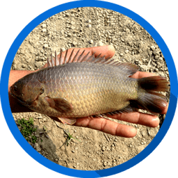 Koi - কই Koi (কই) - Fish species image