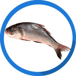 Carp - কার্প Carp (কার্প) - Fish species image