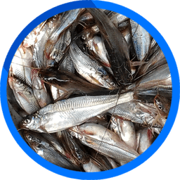 Gulsha - গুলশা Gulsha (গুলশা) - Fish species image